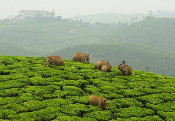 Coonoor hill station Tamil Nadu